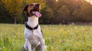 News post titled 'When the sun comes out, so do the ticks and fleas, warn animal medicine advisors'