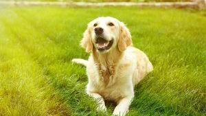 News post titled 'Top tips for a healthy summer for your pet'