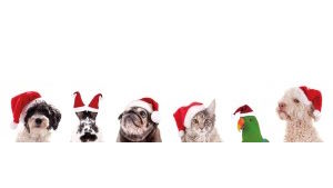 News post titled 'Keeping the routine key for pets at Christmas'