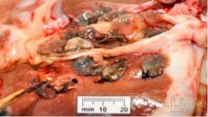 News post titled 'AMTRA welcomes SCOPS and COWS statement on rafoxanide'