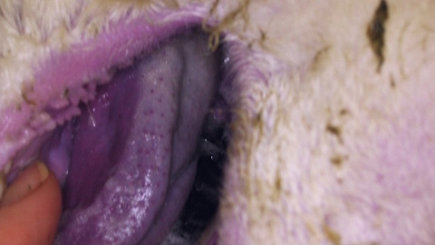 News post titled 'AMTRA publishes bluetongue podcast to support SQPs on the frontline of product prescription and supply in giving the best possible advice to farmers'